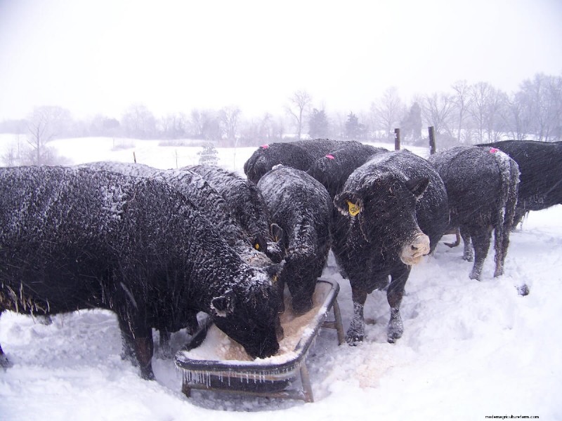 Cattle Raising for Beginners: A 15-Year Journey