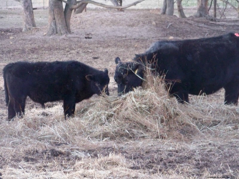Cattle Raising for Beginners: A 15-Year Journey