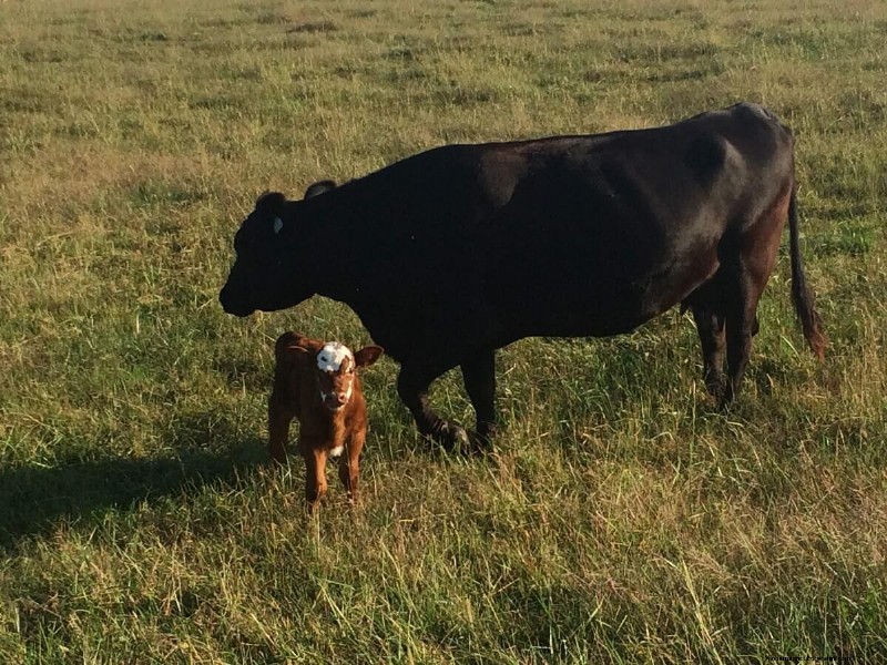 Cattle Raising for Beginners: A 15-Year Journey
