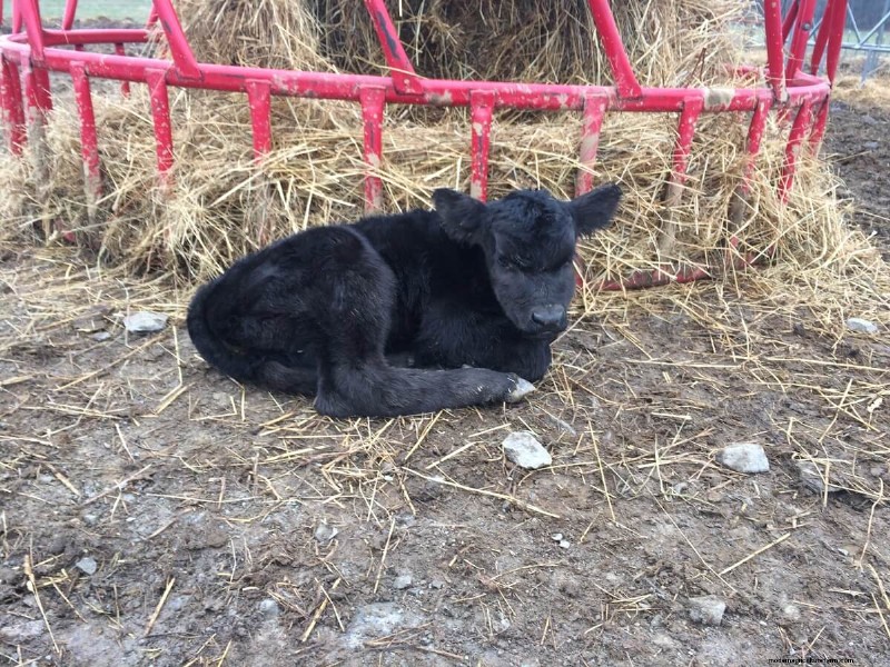 Cattle Raising for Beginners: A 15-Year Journey