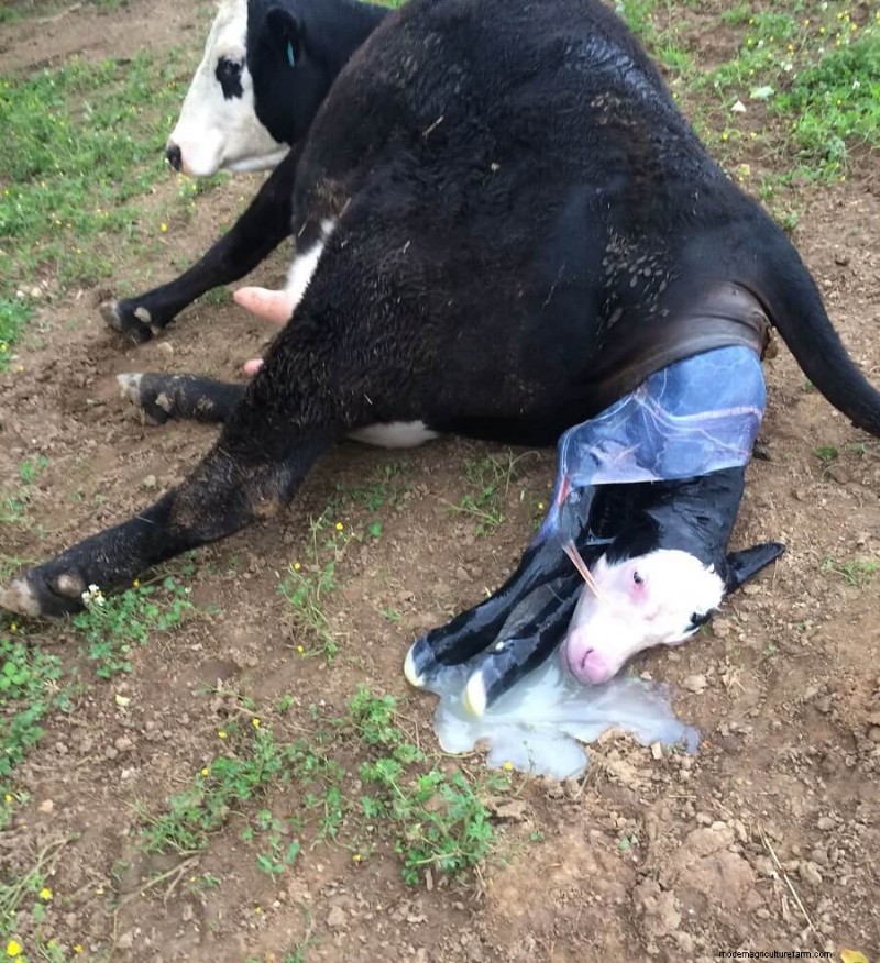 Cattle Raising for Beginners: A 15-Year Journey