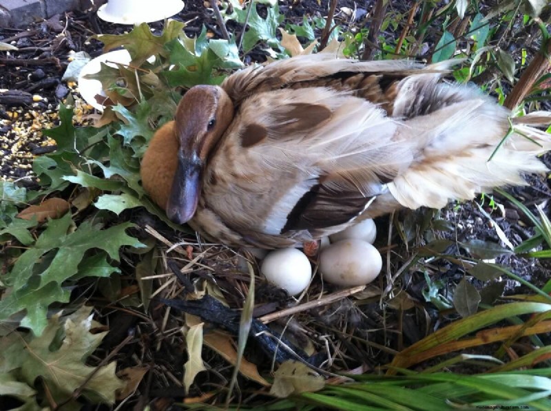 Duck Eggs: A Comprehensive Guide to Flavor, Nutrition & Uses