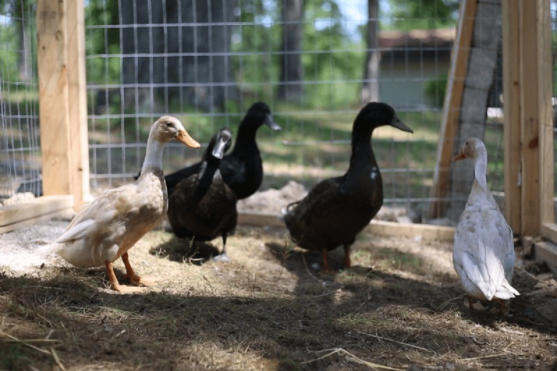 Duck Eggs: A Comprehensive Guide to Flavor, Nutrition & Uses