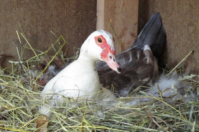 Duck Eggs: A Comprehensive Guide to Flavor, Nutrition & Uses