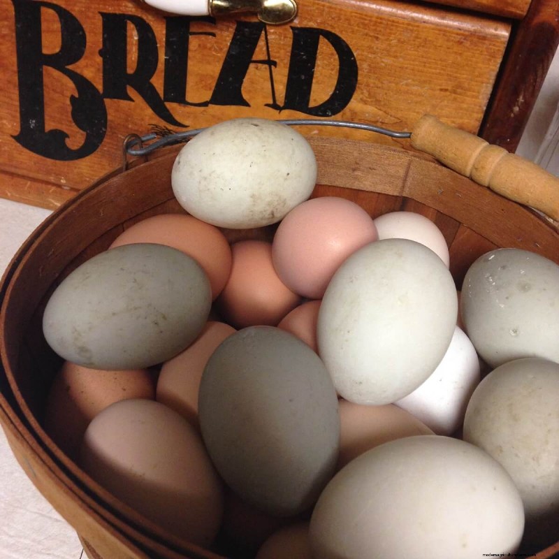 Duck Eggs: A Comprehensive Guide to Flavor, Nutrition & Uses