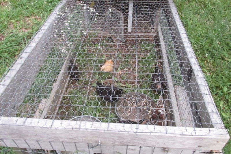 Protecting Your Chickens: Identifying and Defending Against Predators