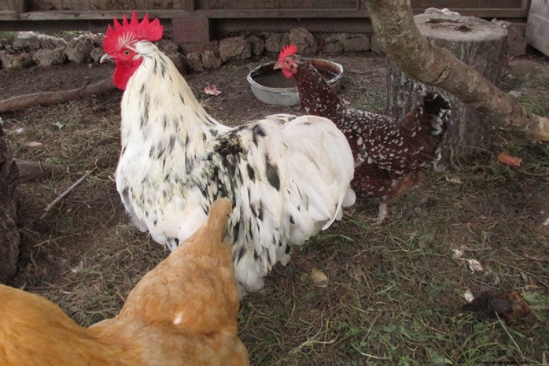 Protecting Your Chickens: Identifying and Defending Against Predators