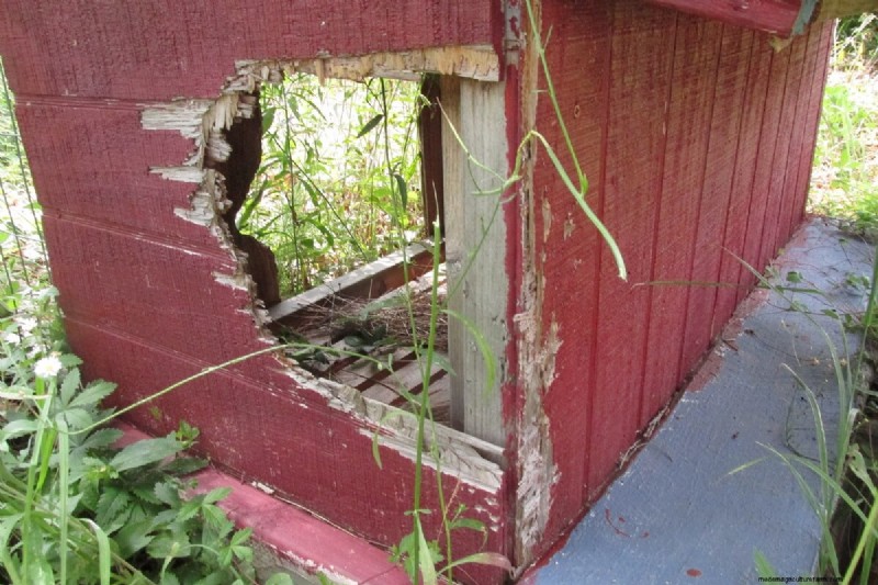 Protecting Your Chickens: Identifying and Defending Against Predators