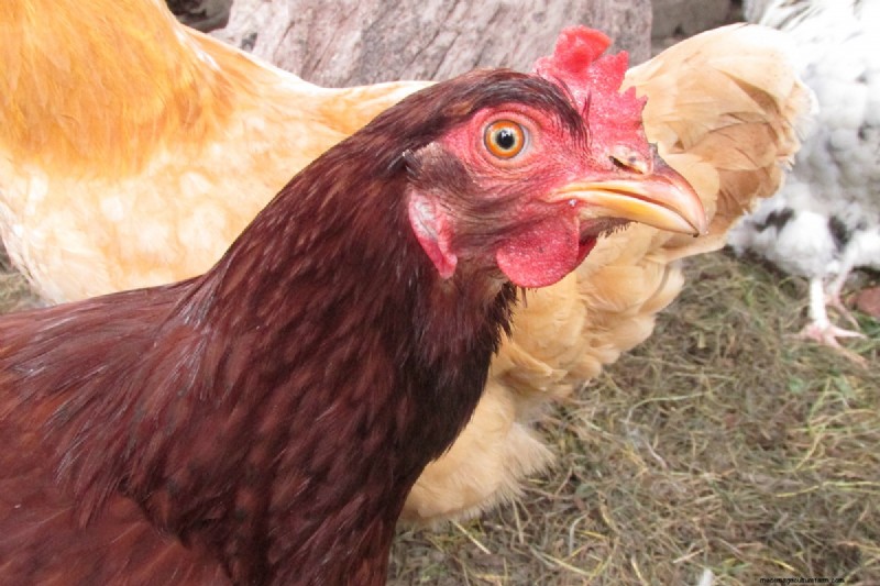 Protecting Your Chickens: Identifying and Defending Against Predators