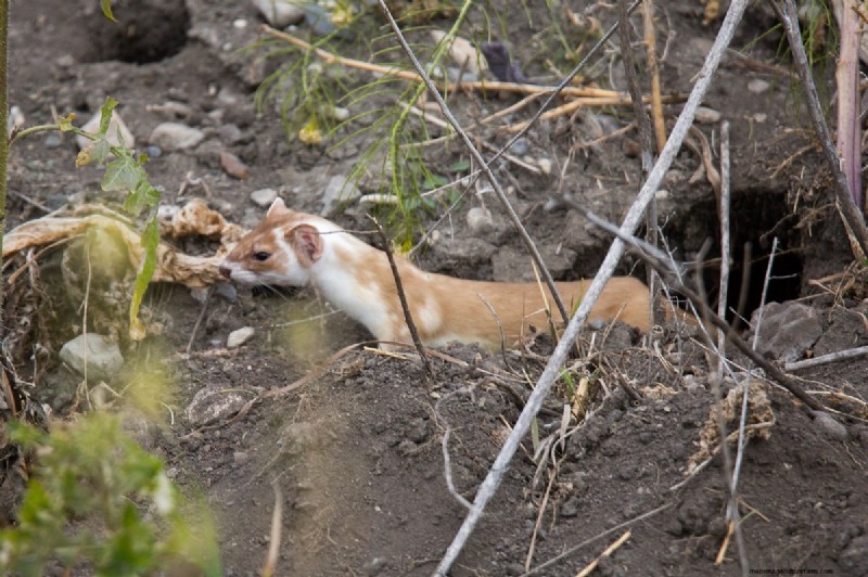 Protecting Your Chickens: Identifying and Defending Against Predators