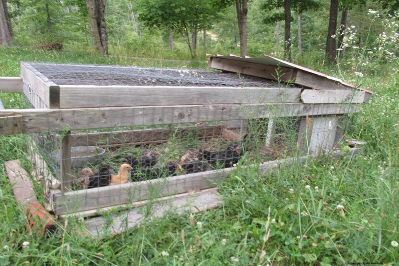 Protecting Your Chickens: Identifying and Defending Against Predators