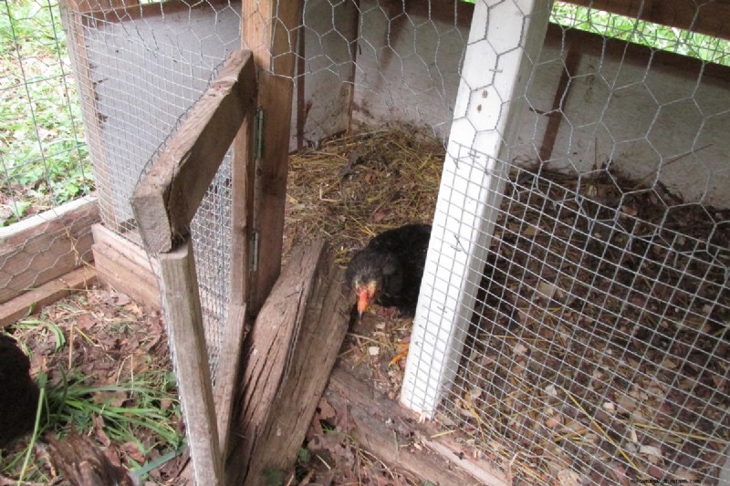 Protecting Your Chickens: Identifying and Defending Against Predators