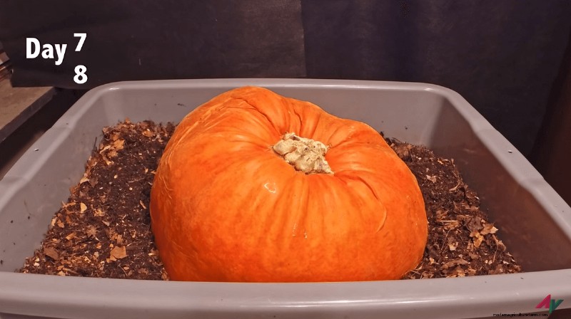 Pumpkin Composting Timelapse: 100 Seconds of Vermicomposting Magic