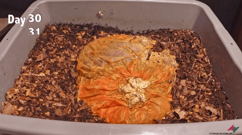 Pumpkin Composting Timelapse: 100 Seconds of Vermicomposting Magic