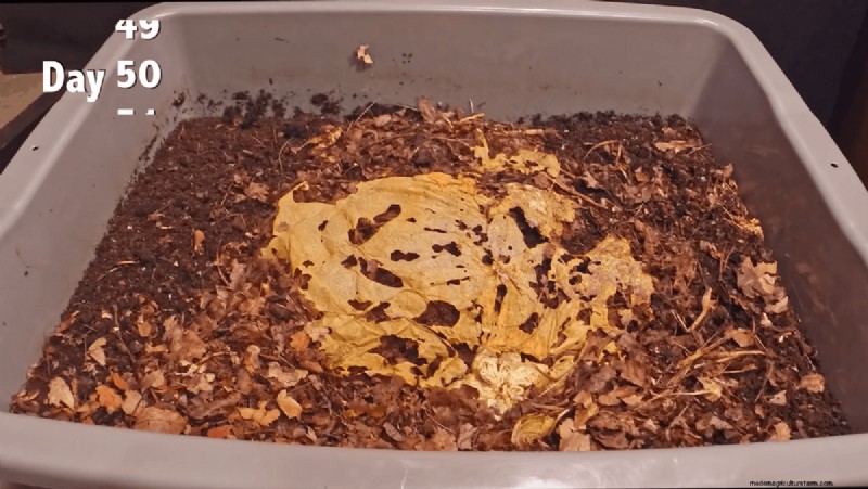 Pumpkin Composting Timelapse: 100 Seconds of Vermicomposting Magic