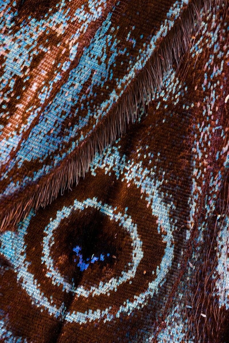 Stunning Microscopic Images of Butterfly Wings by Chris Perani