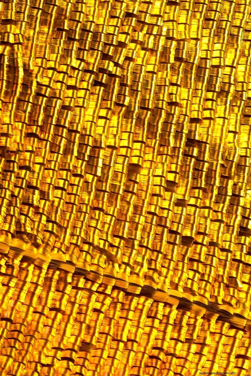 Stunning Microscopic Images of Butterfly Wings by Chris Perani