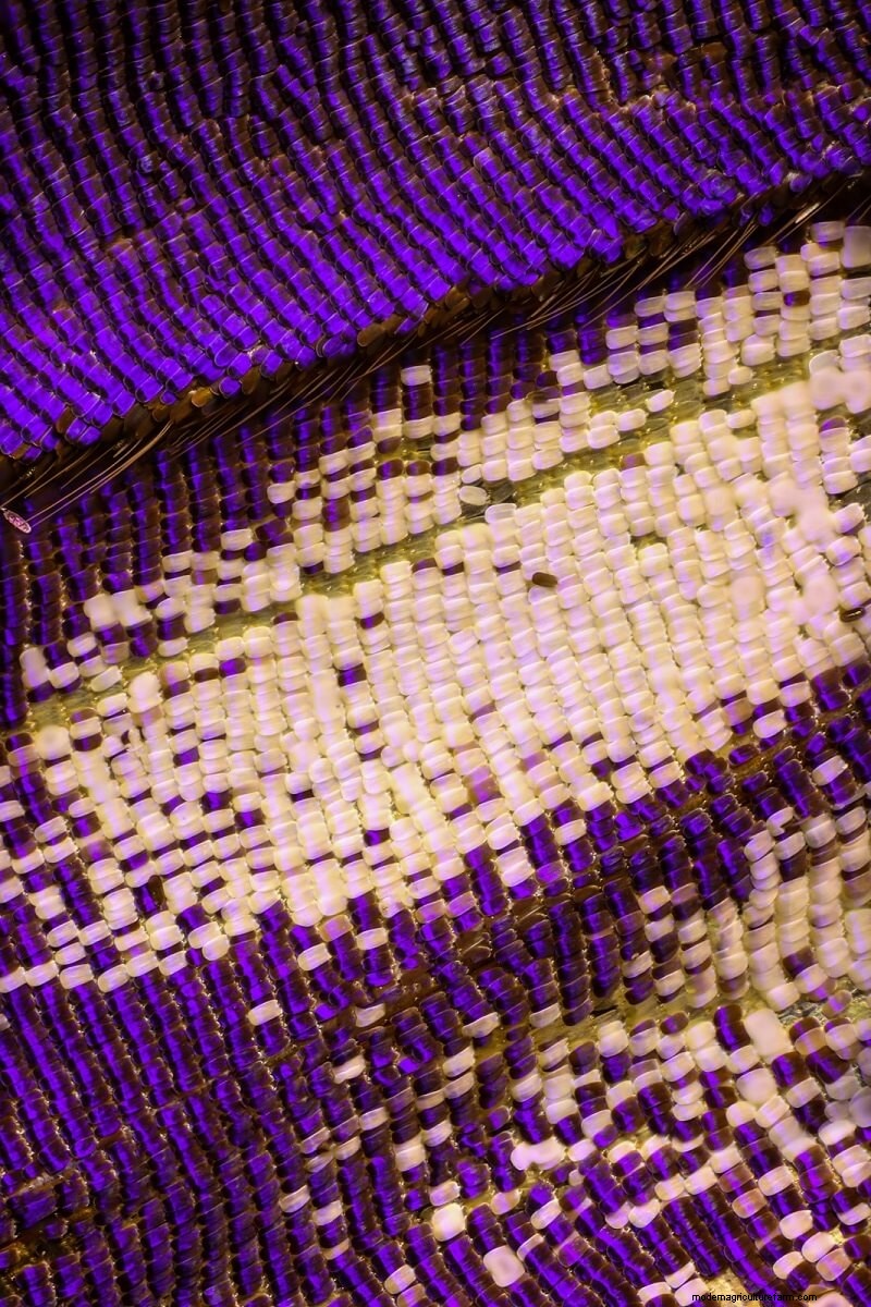 Stunning Microscopic Images of Butterfly Wings by Chris Perani