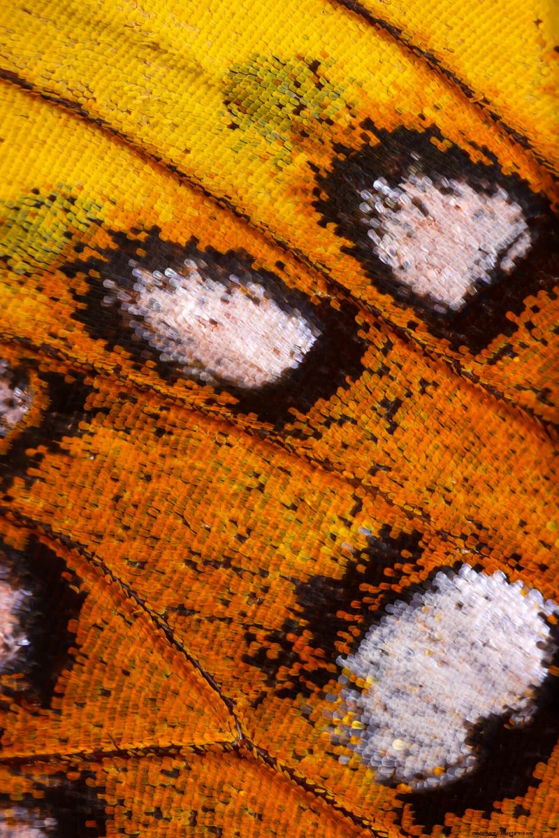 Stunning Microscopic Images of Butterfly Wings by Chris Perani