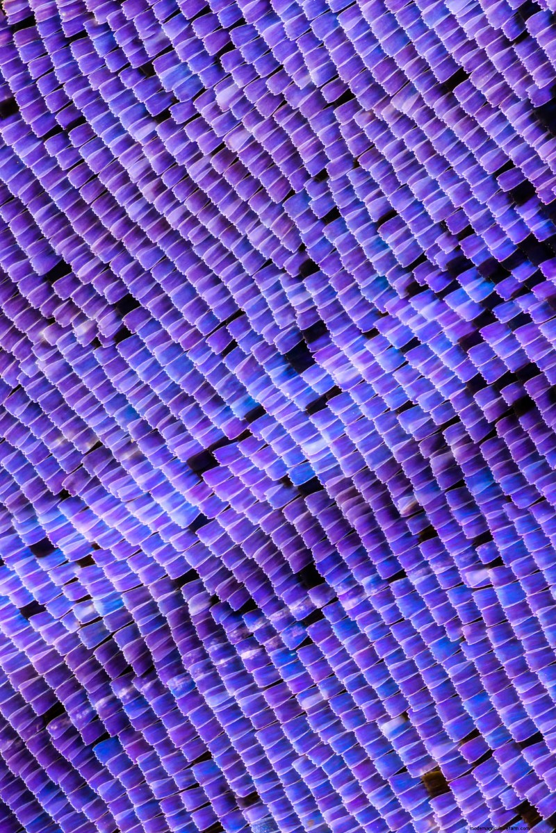 Stunning Microscopic Images of Butterfly Wings by Chris Perani