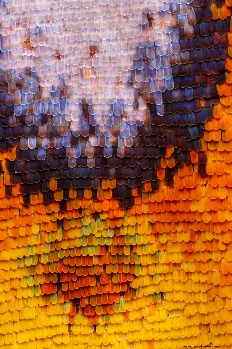 Stunning Microscopic Images of Butterfly Wings by Chris Perani