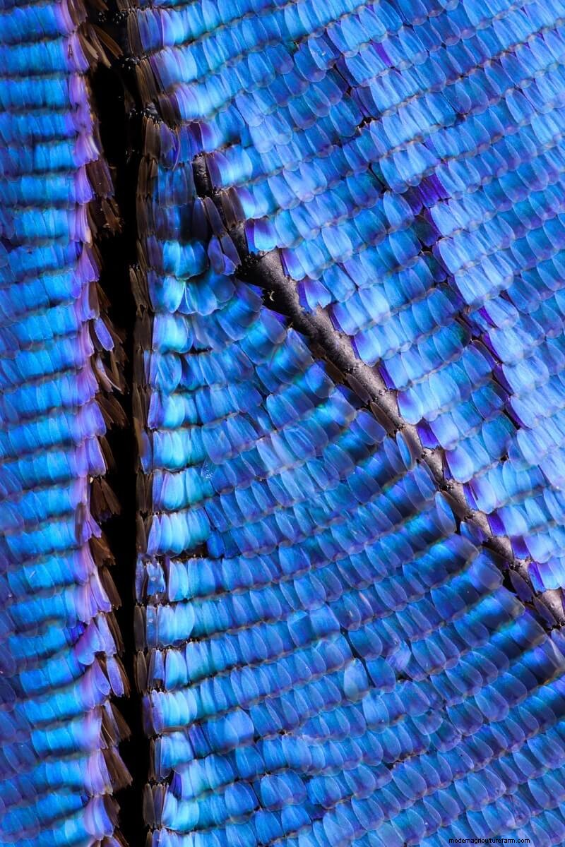 Stunning Microscopic Images of Butterfly Wings by Chris Perani