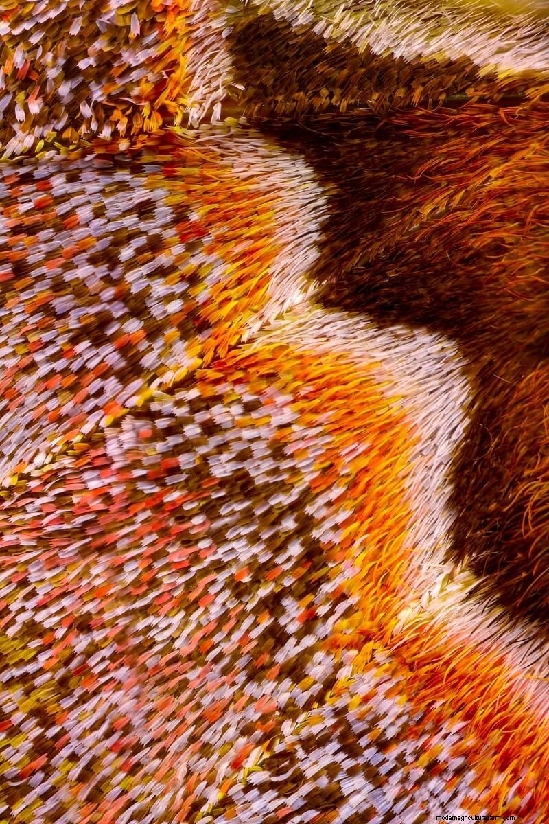 Stunning Microscopic Images of Butterfly Wings by Chris Perani