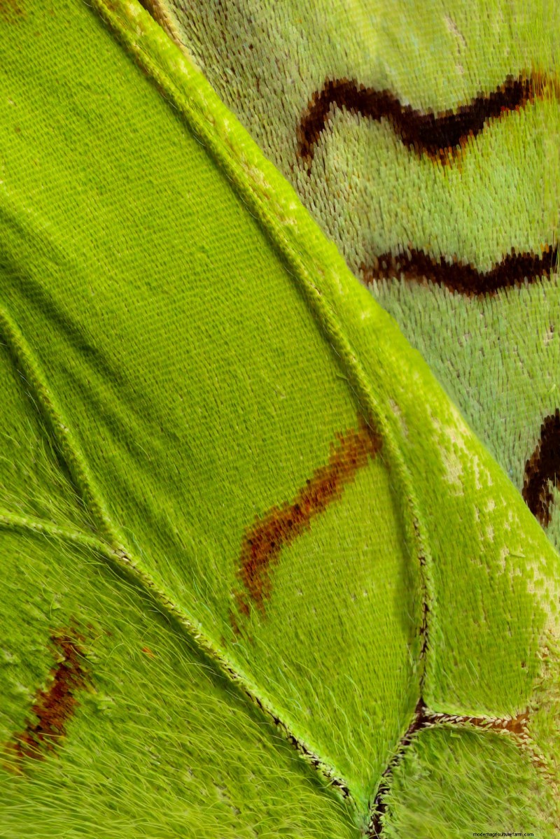 Stunning Microscopic Images of Butterfly Wings by Chris Perani