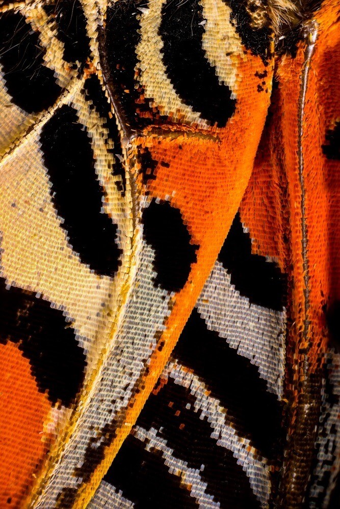 Stunning Microscopic Images of Butterfly Wings by Chris Perani