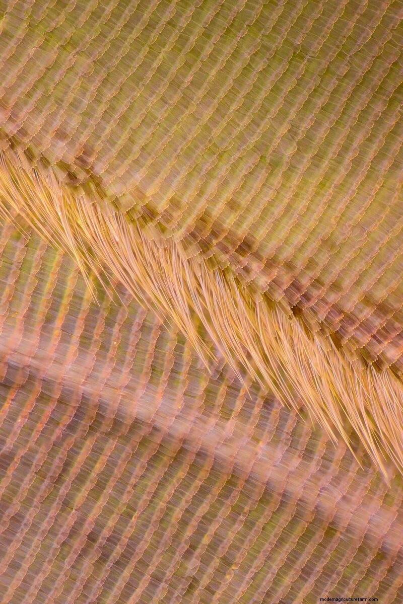 Stunning Microscopic Images of Butterfly Wings by Chris Perani