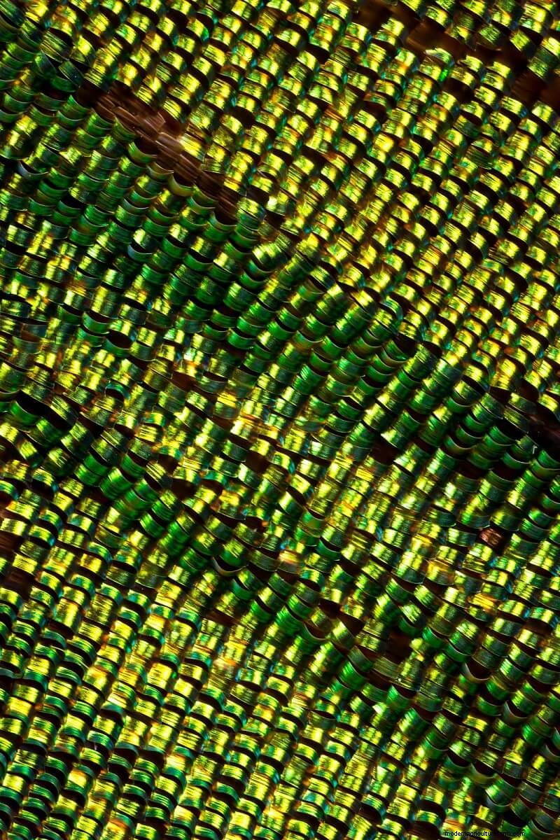 Stunning Microscopic Images of Butterfly Wings by Chris Perani