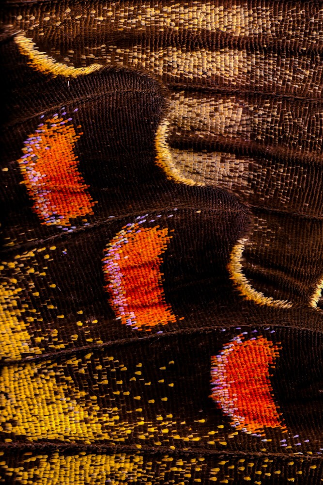 Stunning Microscopic Images of Butterfly Wings by Chris Perani