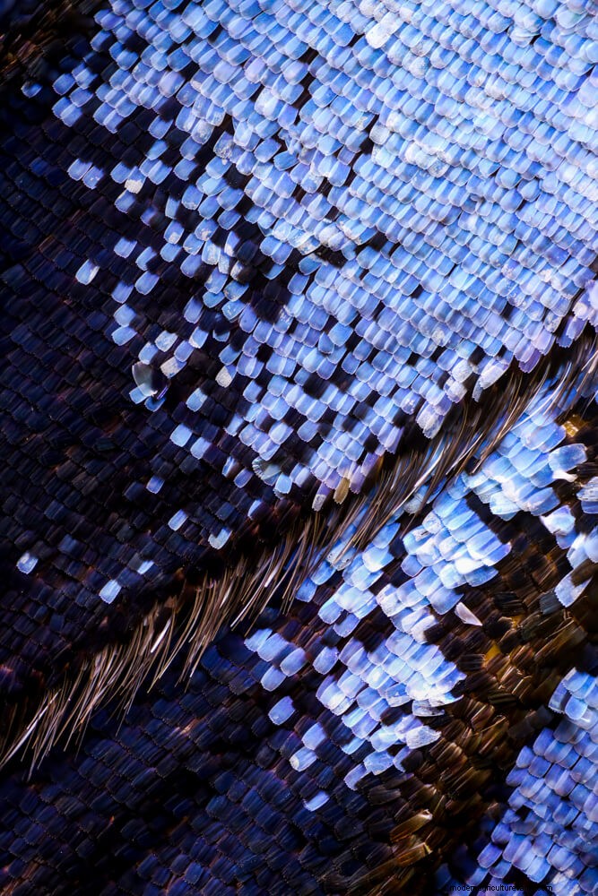Stunning Microscopic Images of Butterfly Wings by Chris Perani