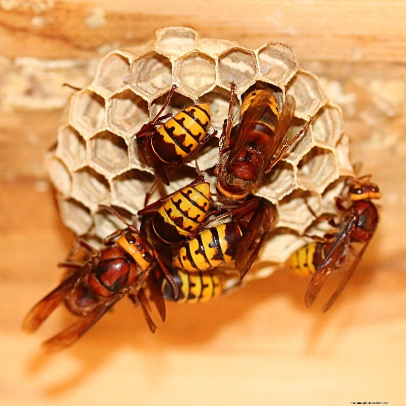 Yellow Jacket Removal: Safe & Effective Strategies for Your Property