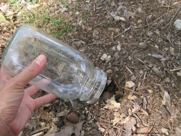 Yellow Jacket Removal: Safe & Effective Strategies for Your Property