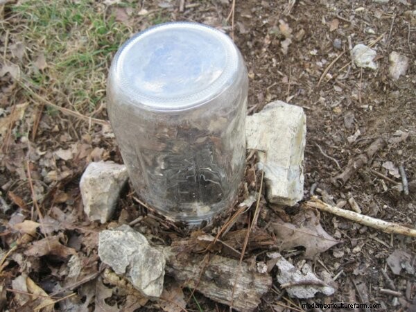 Yellow Jacket Removal: Safe & Effective Strategies for Your Property