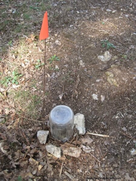 Yellow Jacket Removal: Safe & Effective Strategies for Your Property