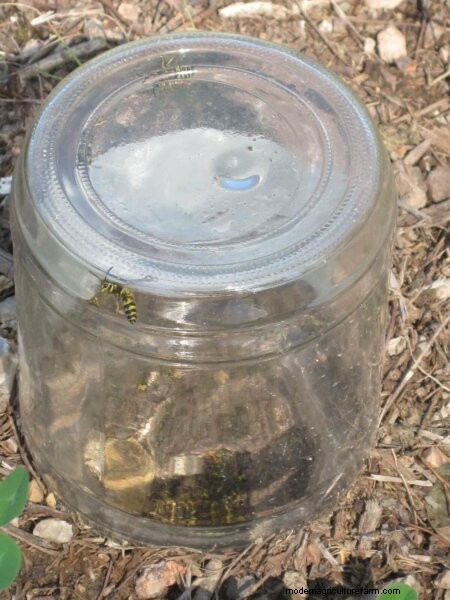 Yellow Jacket Removal: Safe & Effective Strategies for Your Property