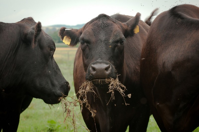 Choosing the Right Cattle Breed: Milk & Meat Breeds Compared