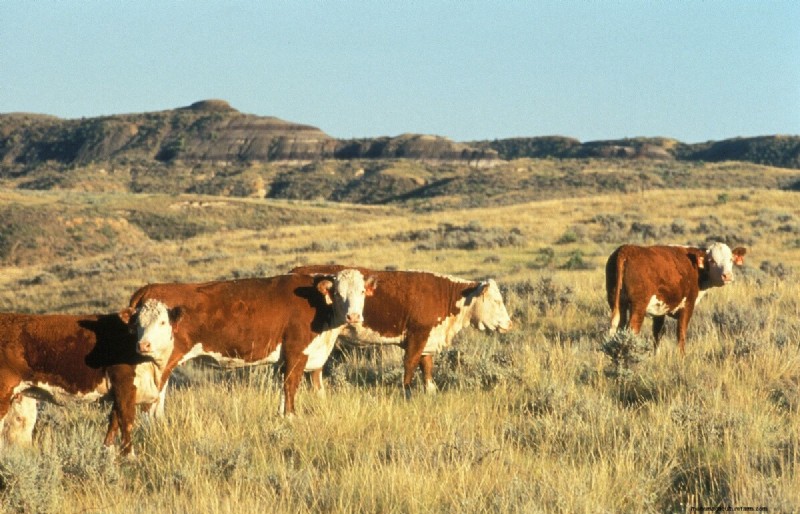 Choosing the Right Cattle Breed: Milk & Meat Breeds Compared