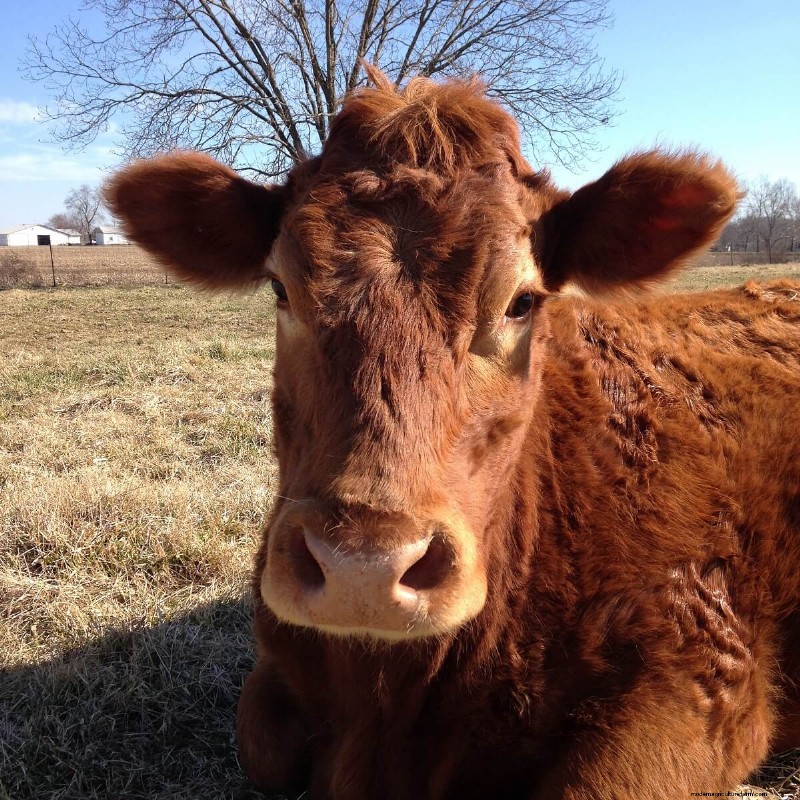 Choosing the Right Cattle Breed: Milk & Meat Breeds Compared