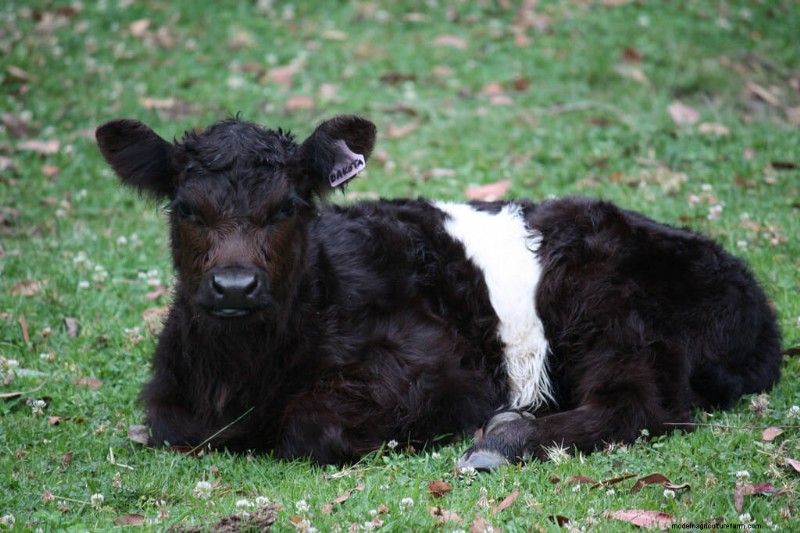 Choosing the Right Cattle Breed: Milk & Meat Breeds Compared