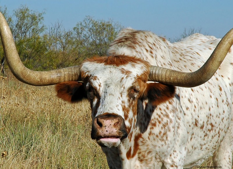 Choosing the Right Cattle Breed: Milk & Meat Breeds Compared