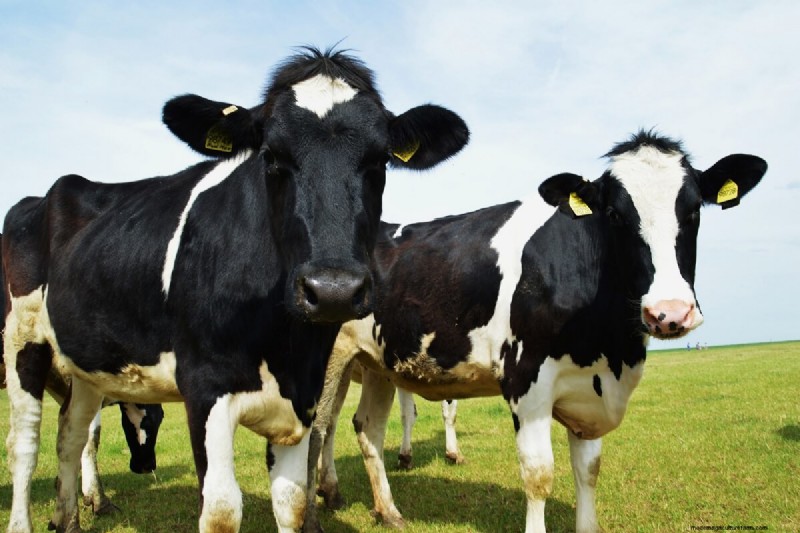 Choosing the Right Cattle Breed: Milk & Meat Breeds Compared