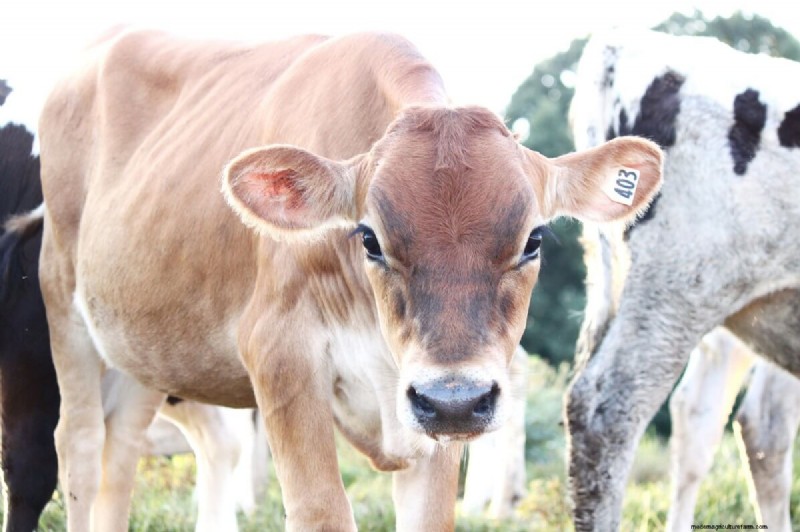 Choosing the Right Cattle Breed: Milk & Meat Breeds Compared