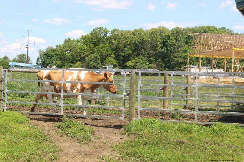 Choosing the Right Cattle Breed: Milk & Meat Breeds Compared