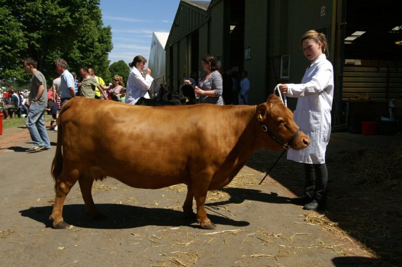Choosing the Right Cattle Breed: Milk & Meat Breeds Compared