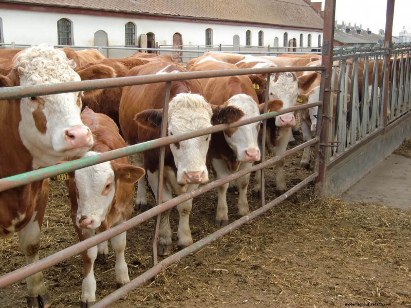 Choosing the Right Cattle Breed: Milk & Meat Breeds Compared