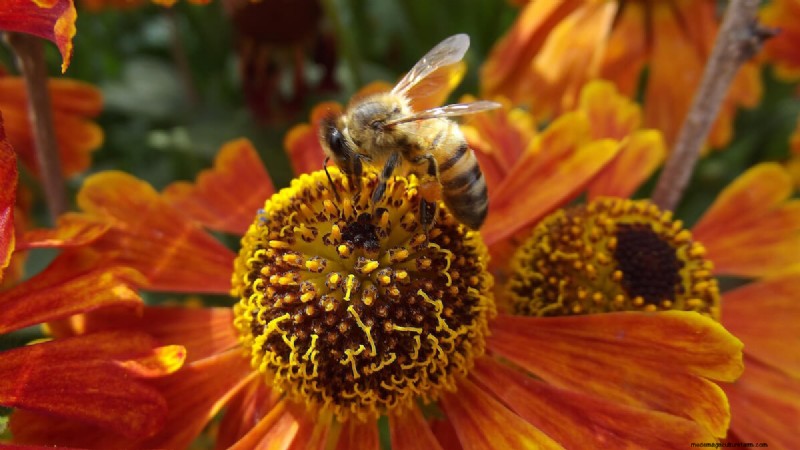 Best Plants to Support Bee Populations & Pollinators