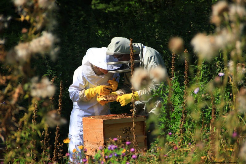 Best Plants to Support Bee Populations & Pollinators